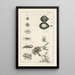 The Book of Nature or L'histoire des insectes Pl46 - Jan Swammerdam — framed artwork on a wall