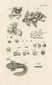 The Book of Nature or L'histoire des insectes Pl48 - Jan Swammerdam — artwork view