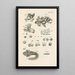 The Book of Nature or L'histoire des insectes Pl48 - Jan Swammerdam — framed artwork on a wall