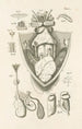 The Book of Nature or L'histoire des insectes Pl51 - Jan Swammerdam — artwork view