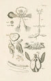 Het boek van de natuur of L'histoire des insectes Pl52 - Jan Swammerdam — weergave van het kunstwerk