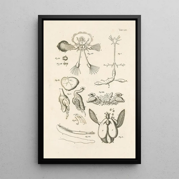 Jan Swammerdam - The book of nature or The history of insects Pl52.webp