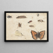 Study sheet of nine insects - Jan van Kessel the Elder — framed artwork on a wall