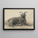 Bouquetin noir couché - Jan van Ravenswaay — ingelijst kunstwerk aan de muur