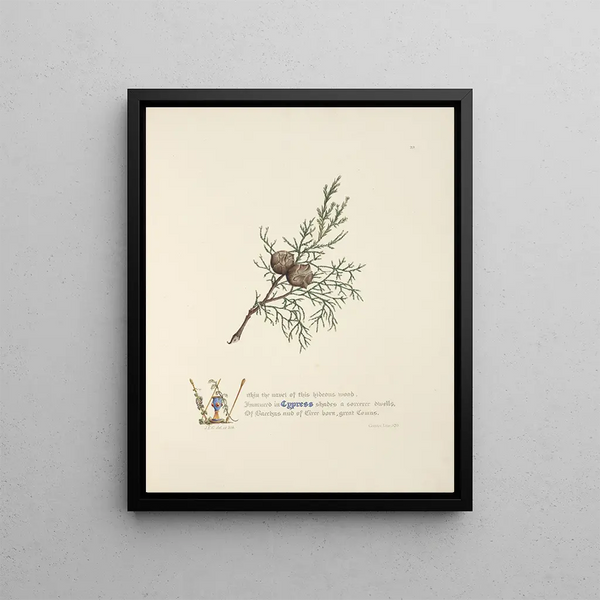 Jane Elizabeth Giraud - Cypress.webp