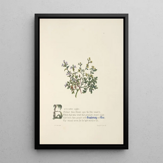 Jane Elizabeth Giraud - Euphrasy and rue.webp