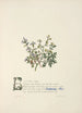 Euphraise et rue - Jane Elizabeth Giraud — weergave van het kunstwerk