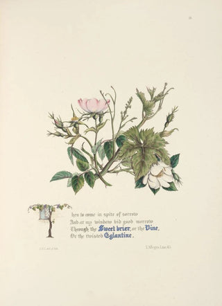 Jane Elizabeth Giraud - Sweet briar eglantine and vine.webp