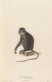 L'Ascagne - Jean-Baptiste Audebert — artwork view