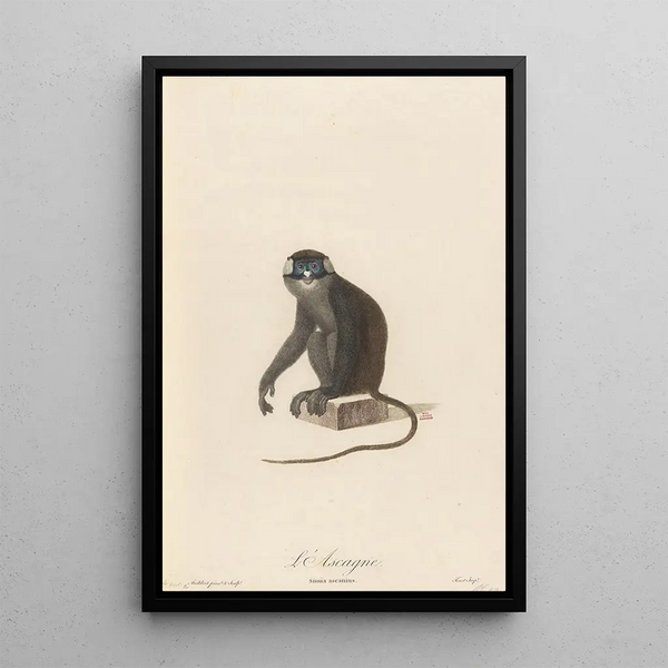 JeanBaptiste Audebert - LAscagne.webp