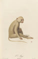 L'Atys - Jean-Baptiste Audebert — artwork view