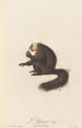 L'Yarqué - Jean-Baptiste Audebert — artwork view