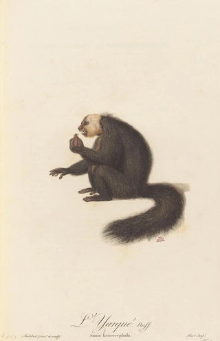 JeanBaptiste Audebert - LYarqu.webp