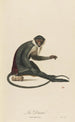 La Diane - Jean-Baptiste Audebert — artwork view