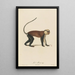 La Mone - Jean-Baptiste Audebert — framed artwork on a wall