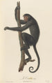 Le Coaïta - Jean-Baptiste Audebert — artwork view