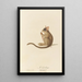 Le Galago - Jean-Baptiste Audebert — framed artwork on a wall
