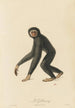 The Gibbon - Jean-Baptiste Audebert — artwork view