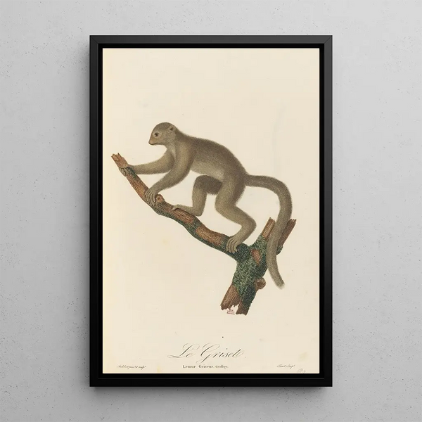 JeanBaptiste Audebert - Le Griset.webp