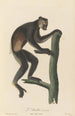 L'Indri - Jean-Baptiste Audebert — artwork view