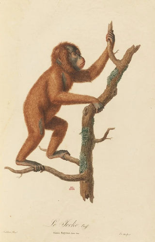 JeanBaptiste Audebert - Le Jocko.webp