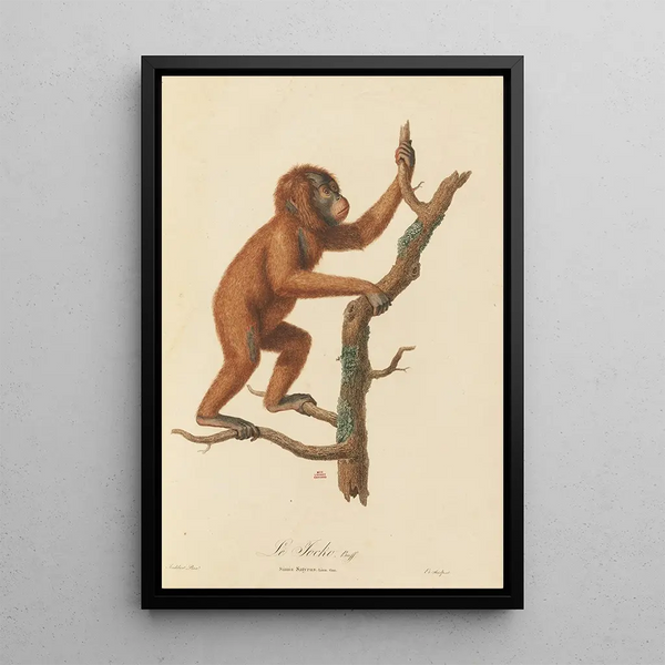 JeanBaptiste Audebert - Le Jocko.webp