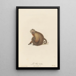 JeanBaptiste Audebert - Le Sai a gorge blanche varit b.webp