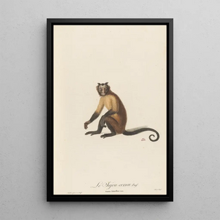 JeanBaptiste Audebert - Le Sajou cornu.webp