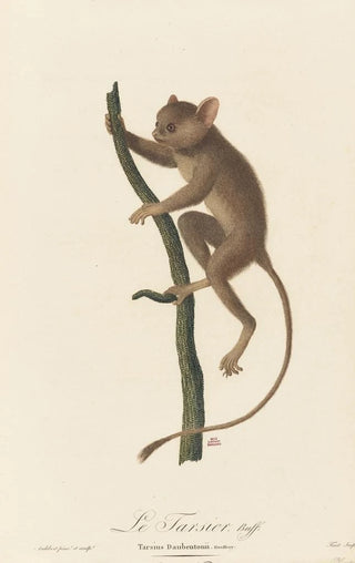 JeanBaptiste Audebert - Le Tarsier.webp