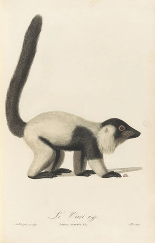 JeanBaptiste Audebert - Le Vari.webp