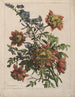 Bloemenmandje - Jean-Baptiste Monnoyer — weergave van het kunstwerk