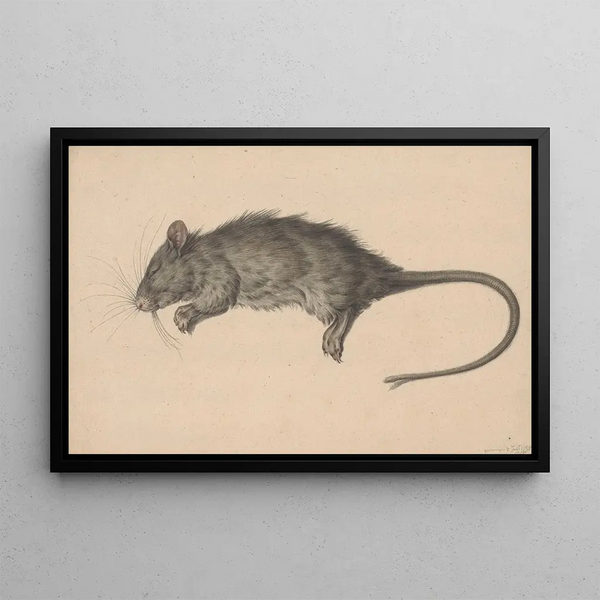 Jean Bernard - Dode rat.webp