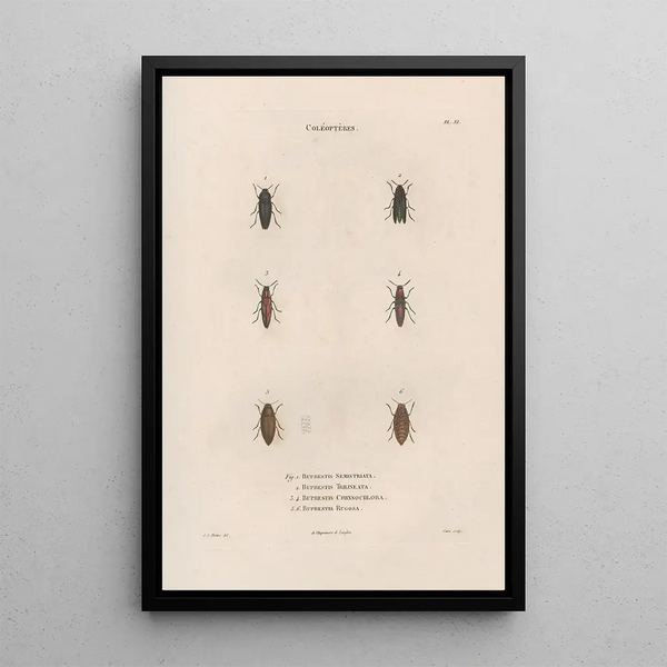 Jean Gabriel Pretre - Insectes recueillis en Afrique et en Amrique Pl07.webp