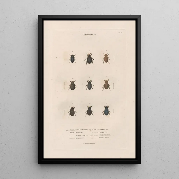 Jean Gabriel Pretre - Insectes recueillis en Afrique et en Amrique Pl16.webp