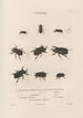 Insectes recueillis en Afrique et en Amérique Pl17 - Jean Gabriel Prêtre — artwork view