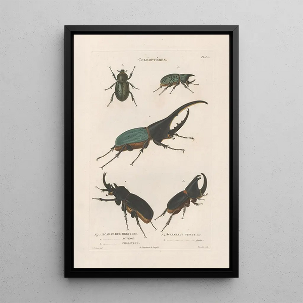 Jean Gabriel Pretre - Insectes recueillis en Afrique et en Amrique Pl19.webp