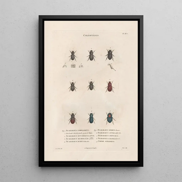 Jean Gabriel Pretre - Insectes recueillis en Afrique et en Amrique Pl20.webp