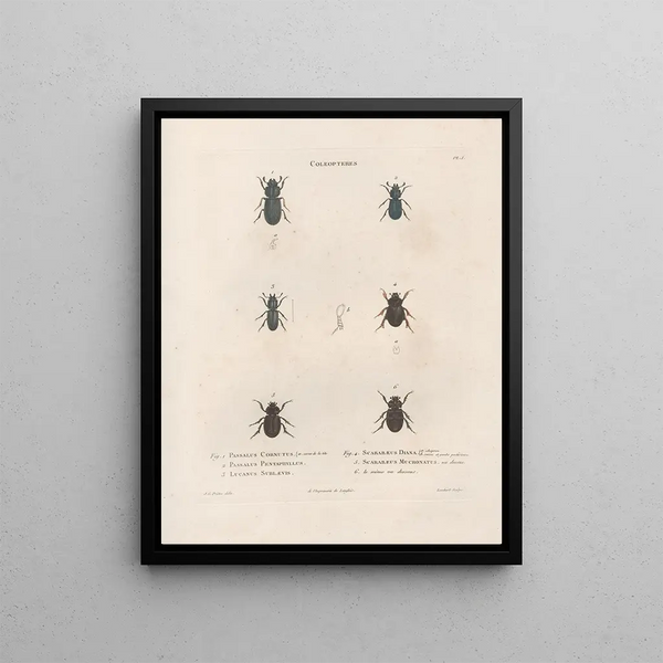 Jean Gabriel Pretre - Insectes recueillis en Afrique et en Amrique Pl23.webp