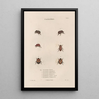 Jean Gabriel Pretre - Insectes recueillis en Afrique et en Amrique Pl24.webp