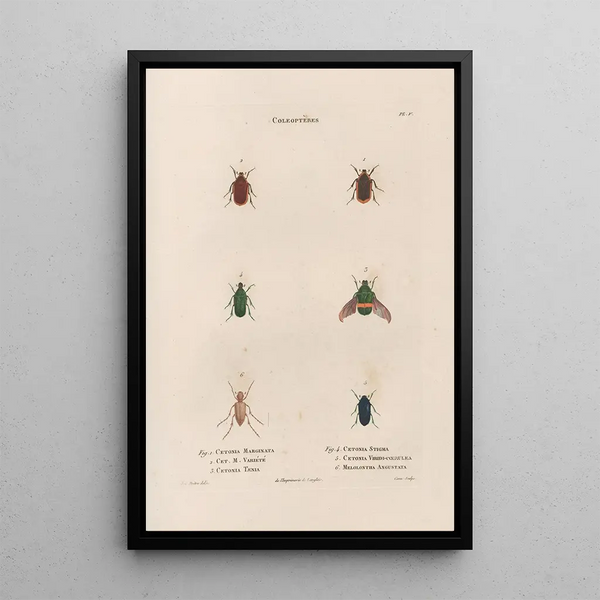 Jean Gabriel Pretre - Insectes recueillis en Afrique et en Amrique Pl26.webp