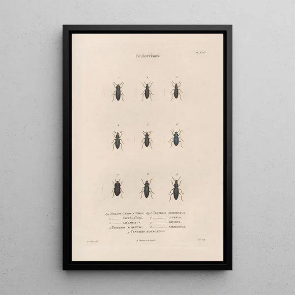 Jean Gabriel Pretre - Insectes recueillis en Afrique et en Amrique Pl29.webp