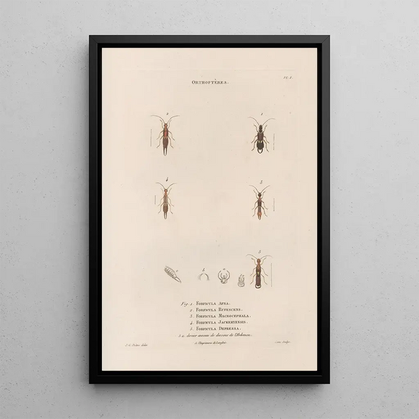 Jean Gabriel Pretre - Insectes recueillis en Afrique et en Amrique Pl36.webp