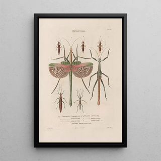 Jean Gabriel Pretre - Insectes recueillis en Afrique et en Amrique Pl39.webp