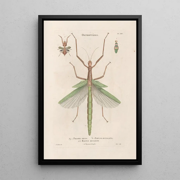 Jean Gabriel Pretre - Insectes recueillis en Afrique et en Amrique Pl40.webp