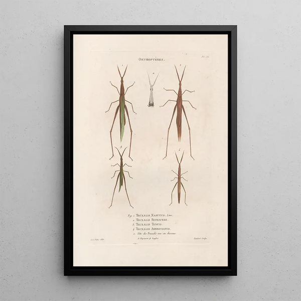 Jean Gabriel Pretre - Insectes recueillis en Afrique et en Amrique Pl43.webp