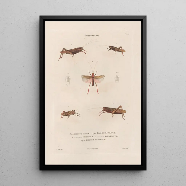 Jean Gabriel Pretre - Insectes recueillis en Afrique et en Amrique Pl46.webp