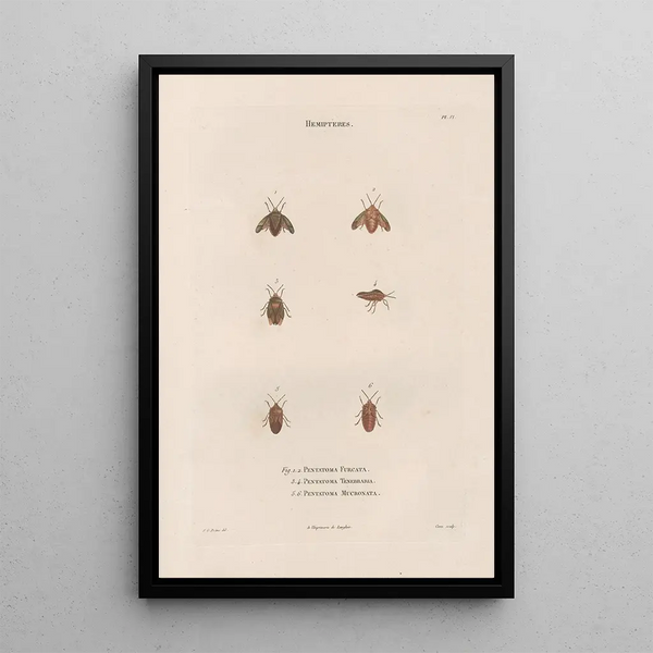 Jean Gabriel Pretre - Insectes recueillis en Afrique et en Amrique Pl49.webp