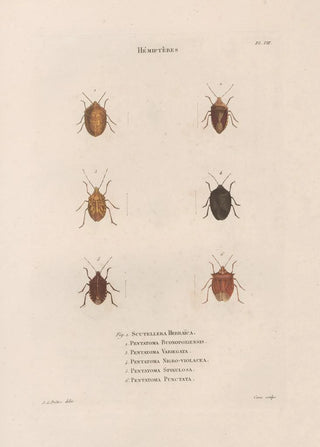 Jean Gabriel Pretre - Insectes recueillis en Afrique et en Amrique Pl50.webp