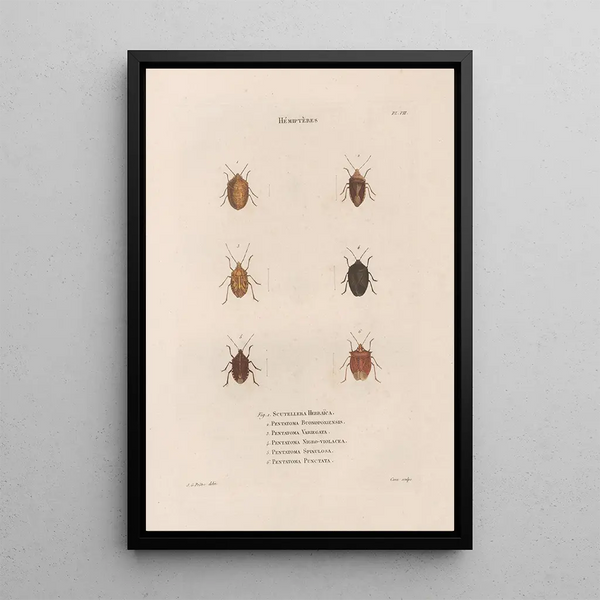 Jean Gabriel Pretre - Insectes recueillis en Afrique et en Amrique Pl50.webp