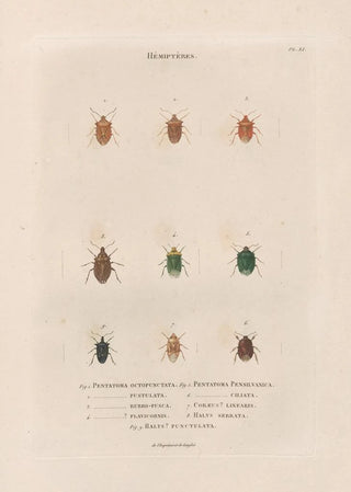 Jean Gabriel Pretre - Insectes recueillis en Afrique et en Amrique Pl54.webp